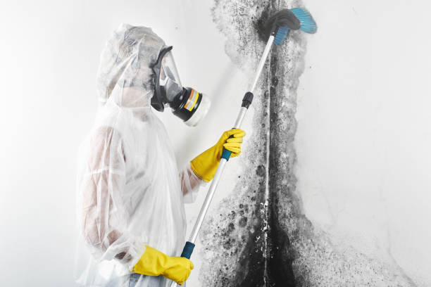 Best Crawl Space Mold Remediation  in Millbrook, NY